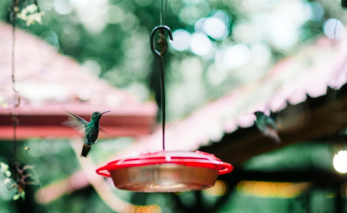 Hummingbird in the rainforest at D&D Brewery